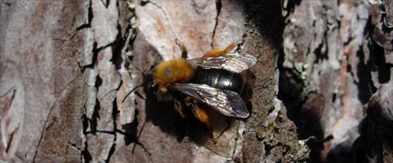 Raitamaamehiläinen, Andrena clarkella.